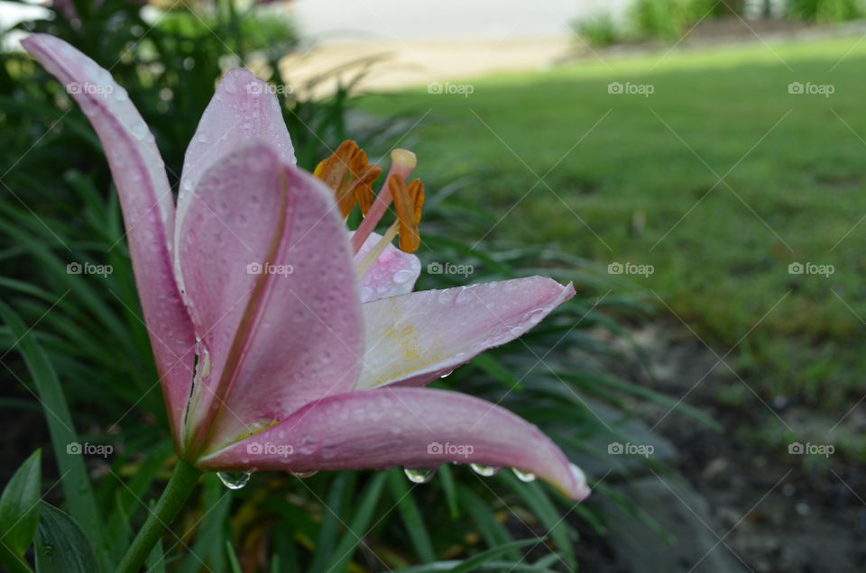 Lilly with water droplets