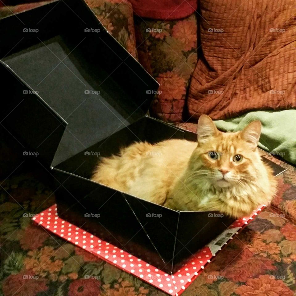 Orange long-haired cat in a box looking at the camera