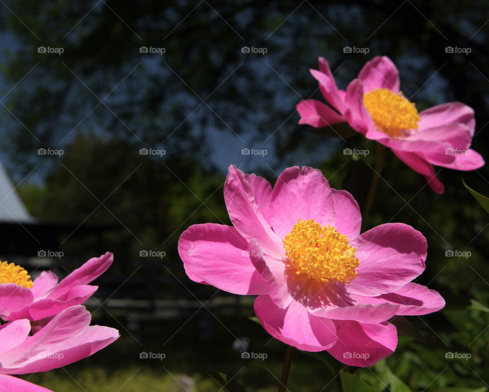 flowers garden plants pink by hollyau92