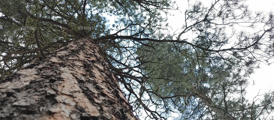 Pine trees from the ground up