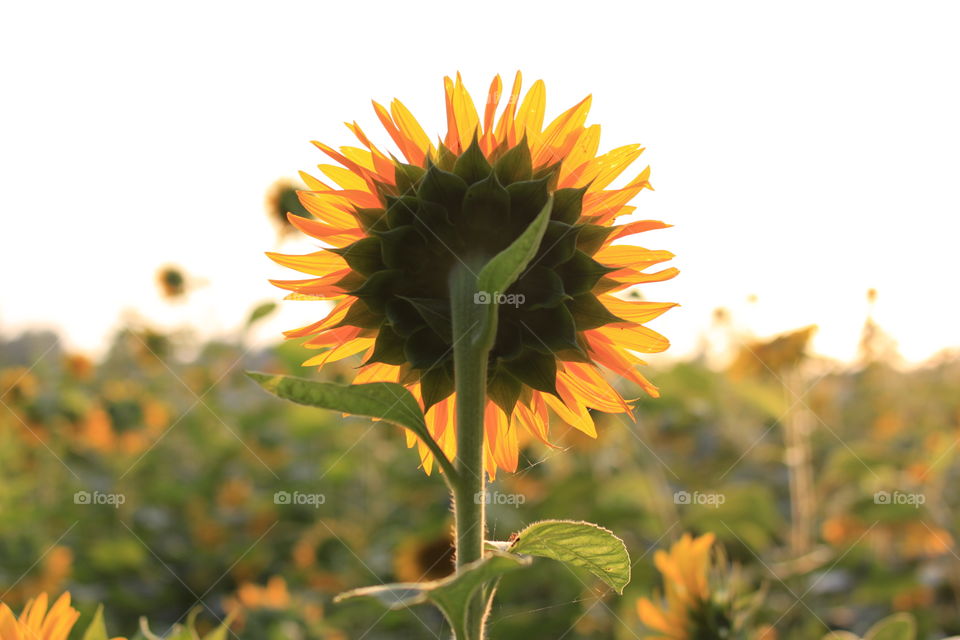 Sunflower facing the sun