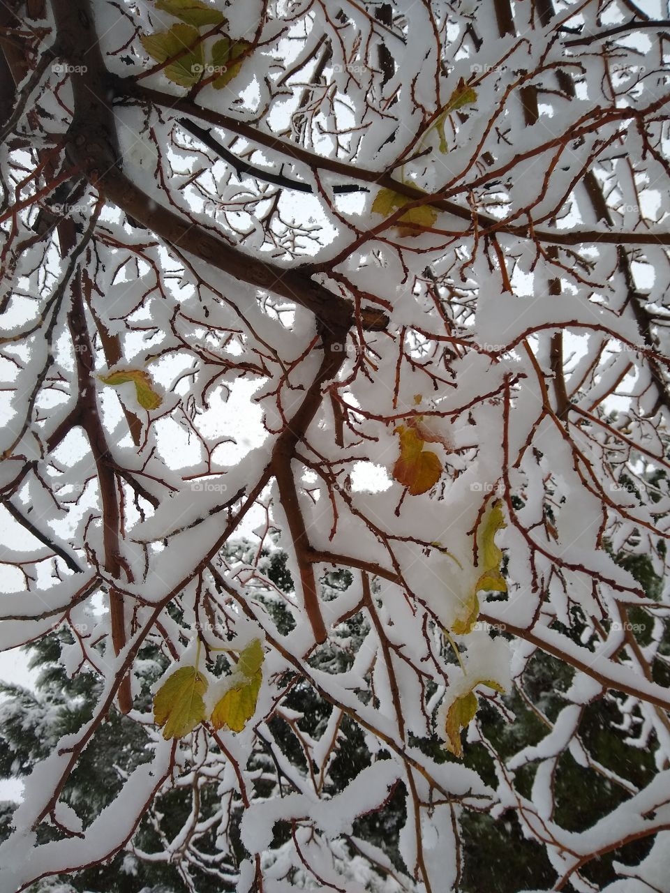 under snowed tree outlined