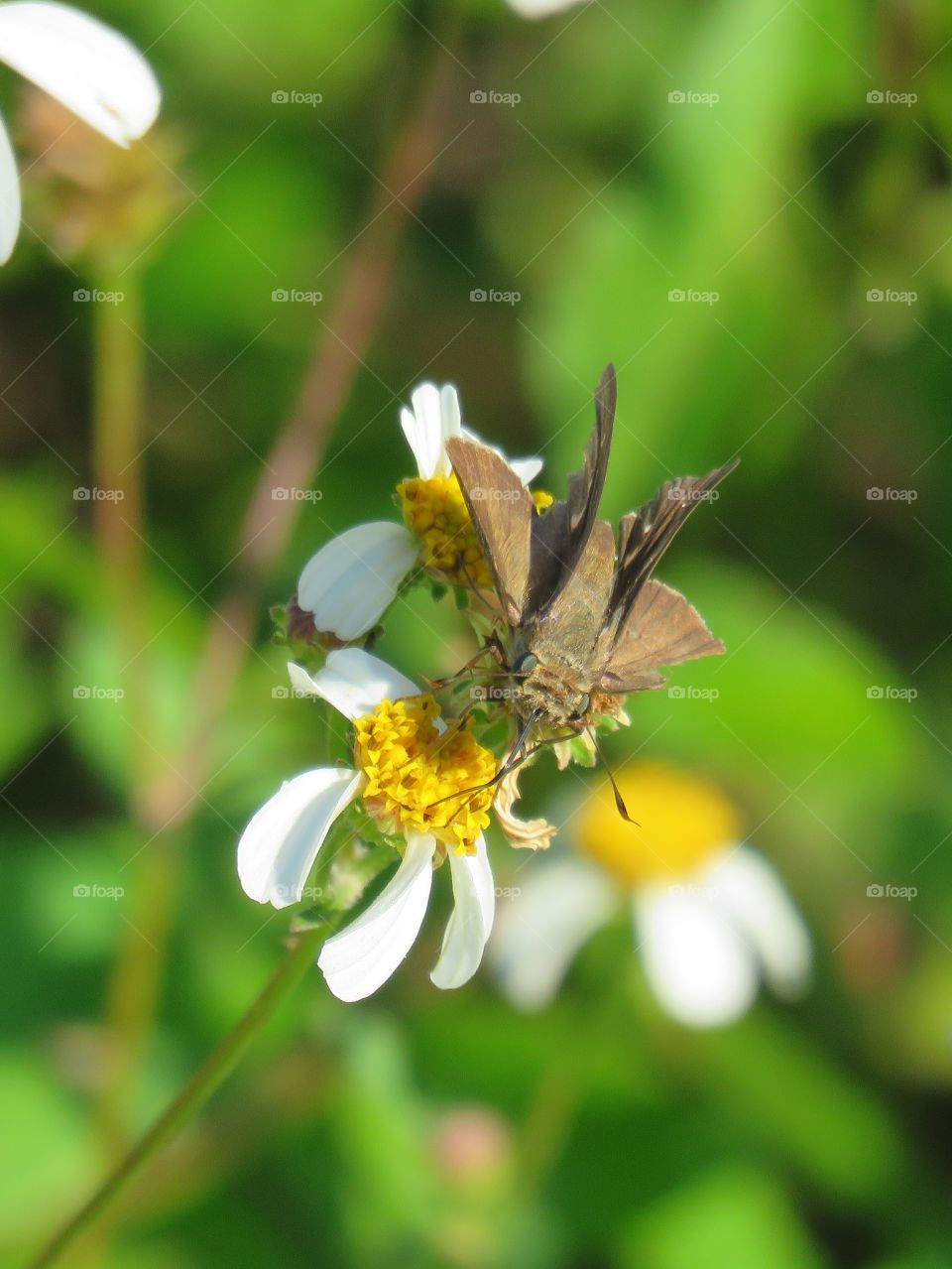 Fiery skipper