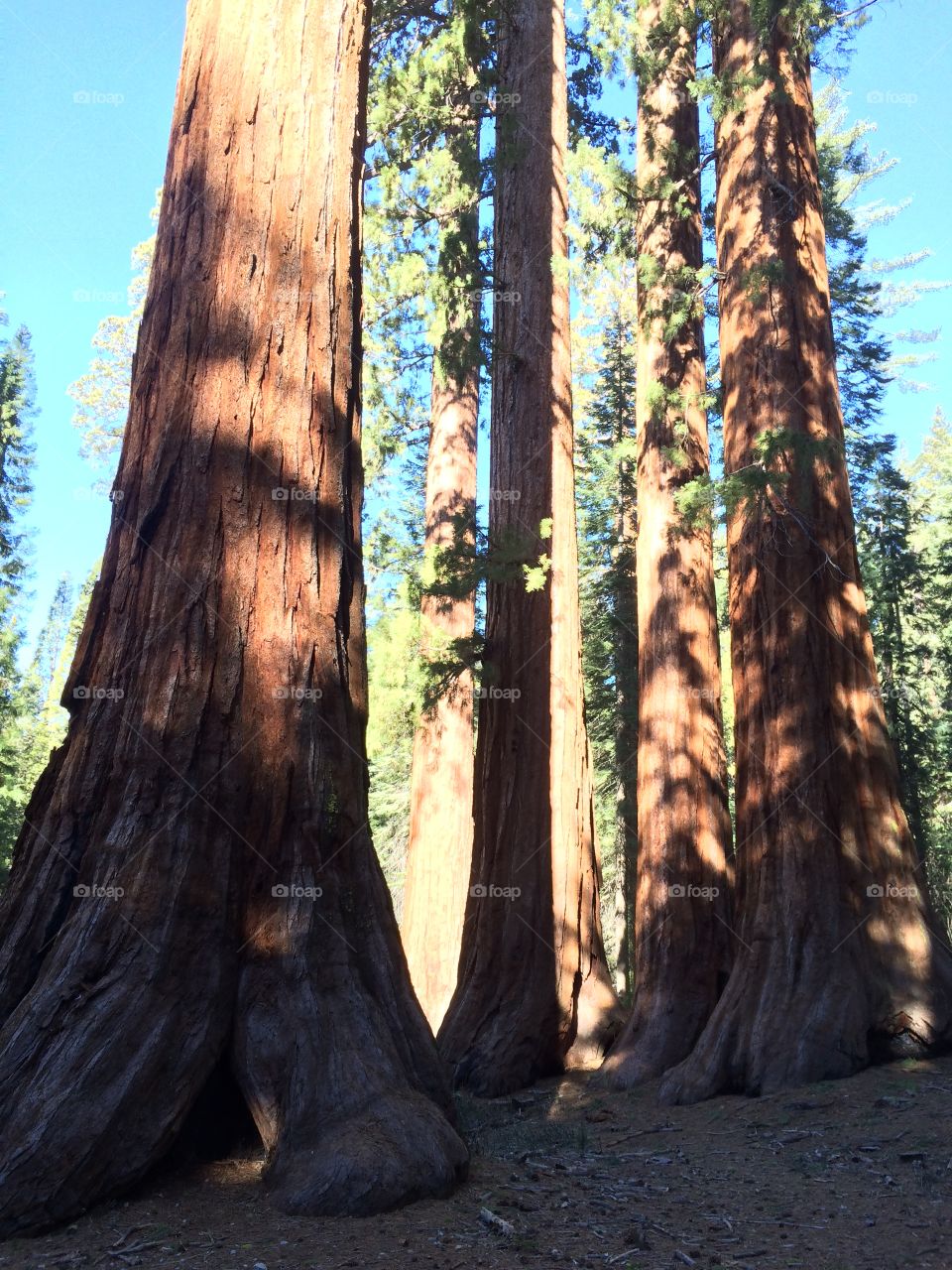 Mariposa Woods Giant Sequoias. Taken in Yosemite National Park's Mariposa Woods in January 2015. Giant Sequoia tree grove. 