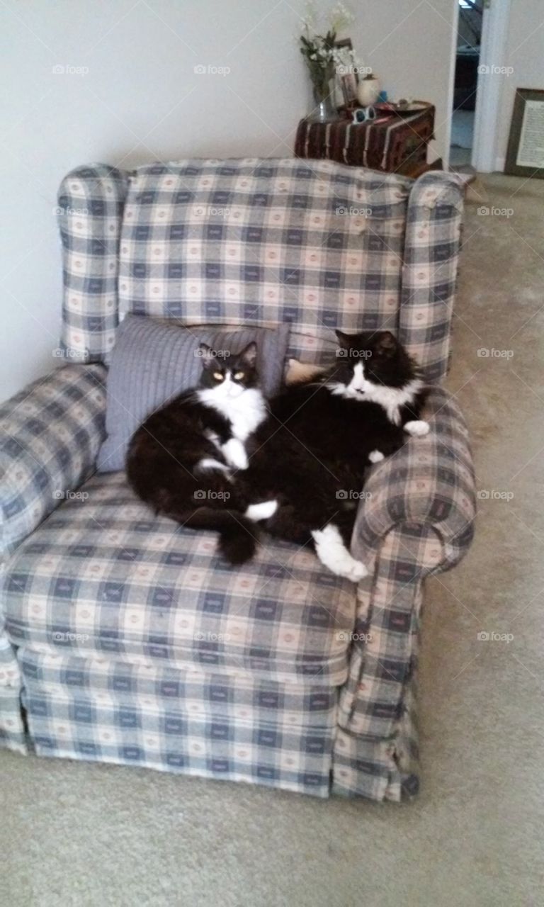 These two tuxedo cats are best friends