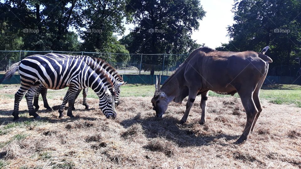 Zebra and Eland