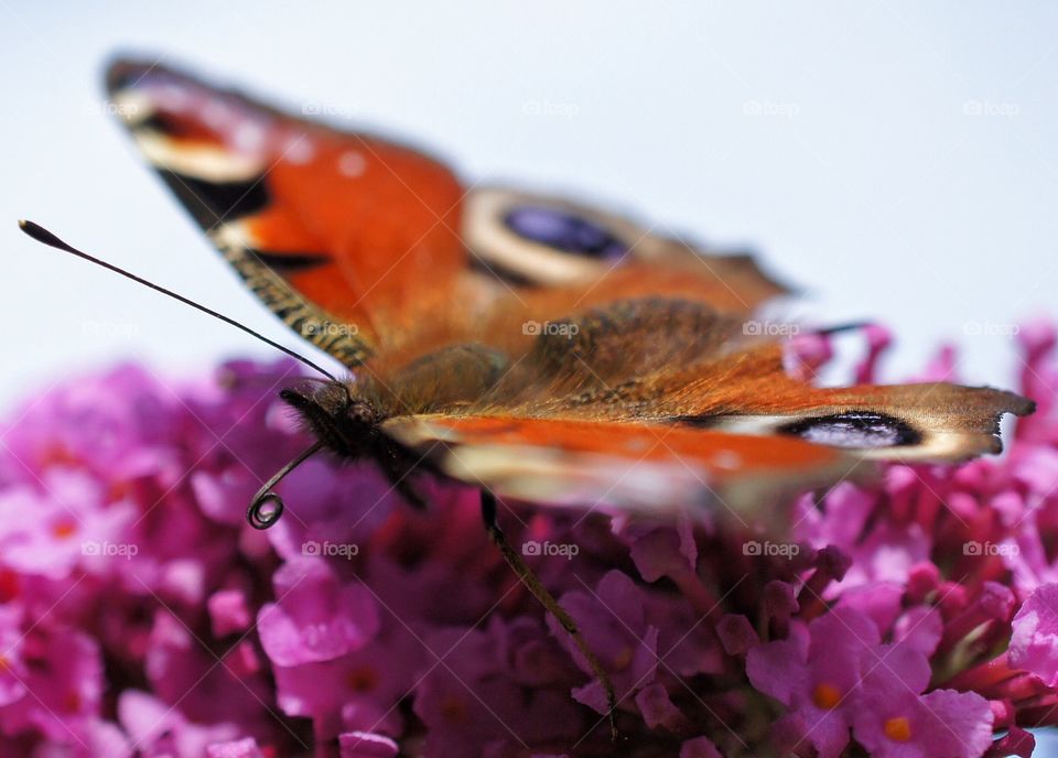 Close-up of butterfly on pink flower