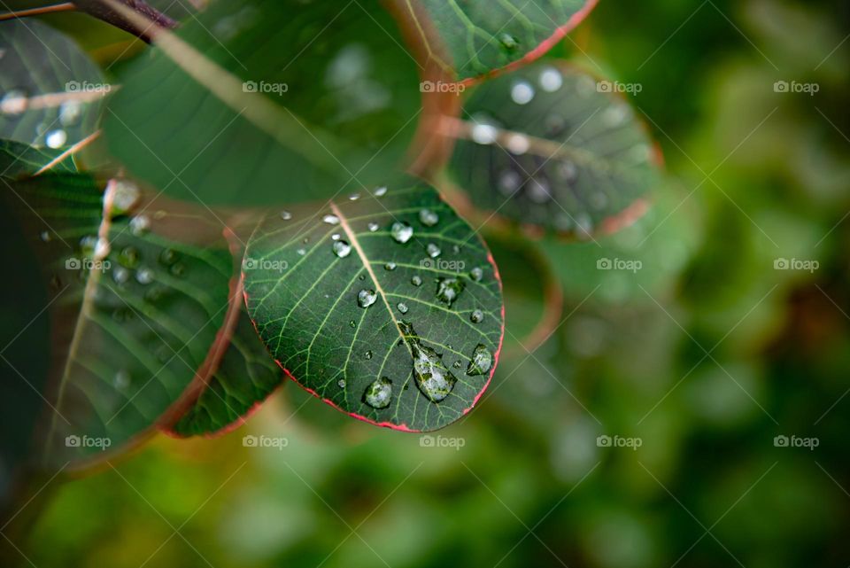 Closeup of water droplets on the leaves of a smoke bush outdoors 