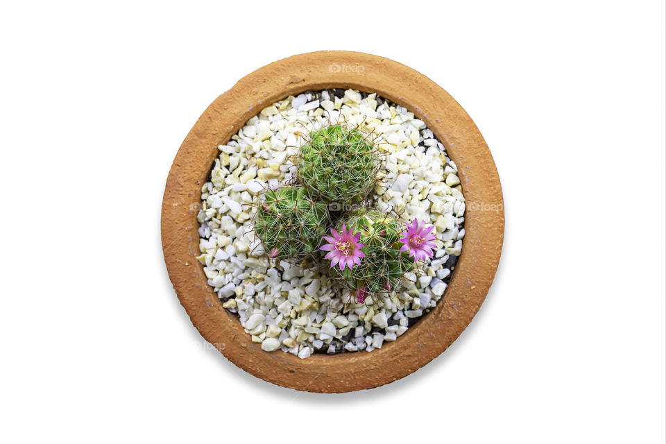 Isolated Pink flowers of castas That is blossoming in clay pots on a white background with clipping path.