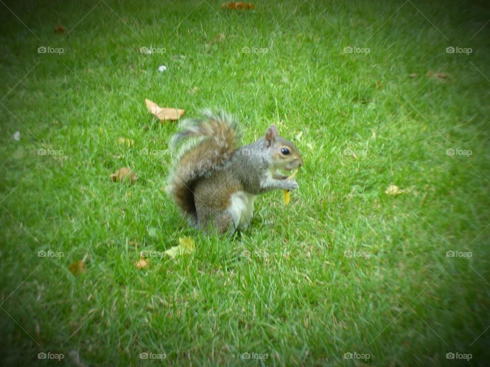 Squirrel eating in the grass.
