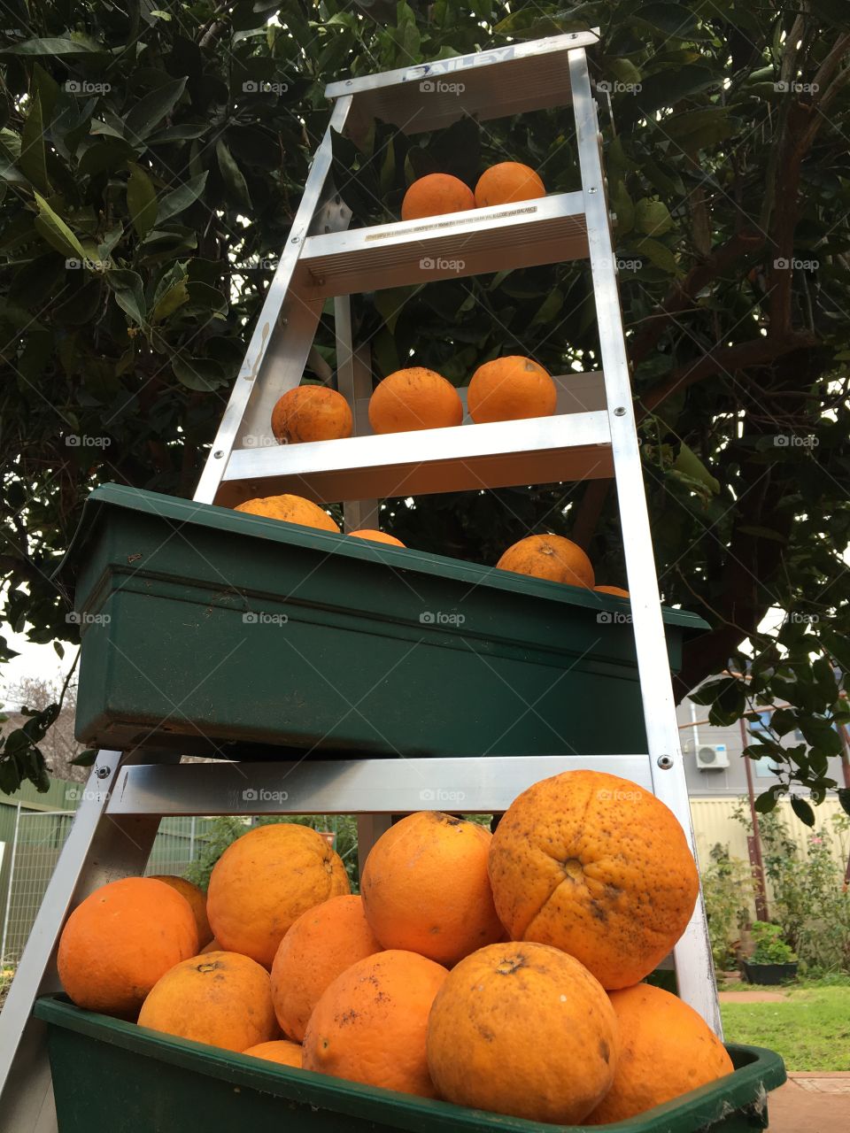 Picking the last of the oranges from the tree