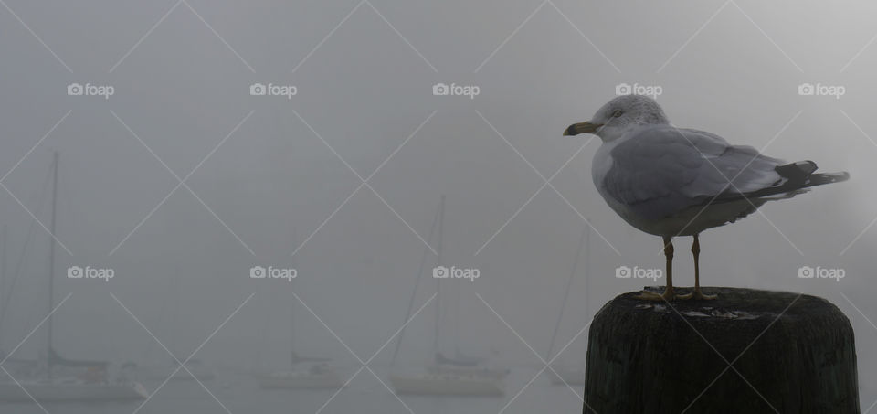 Bird on the shore 