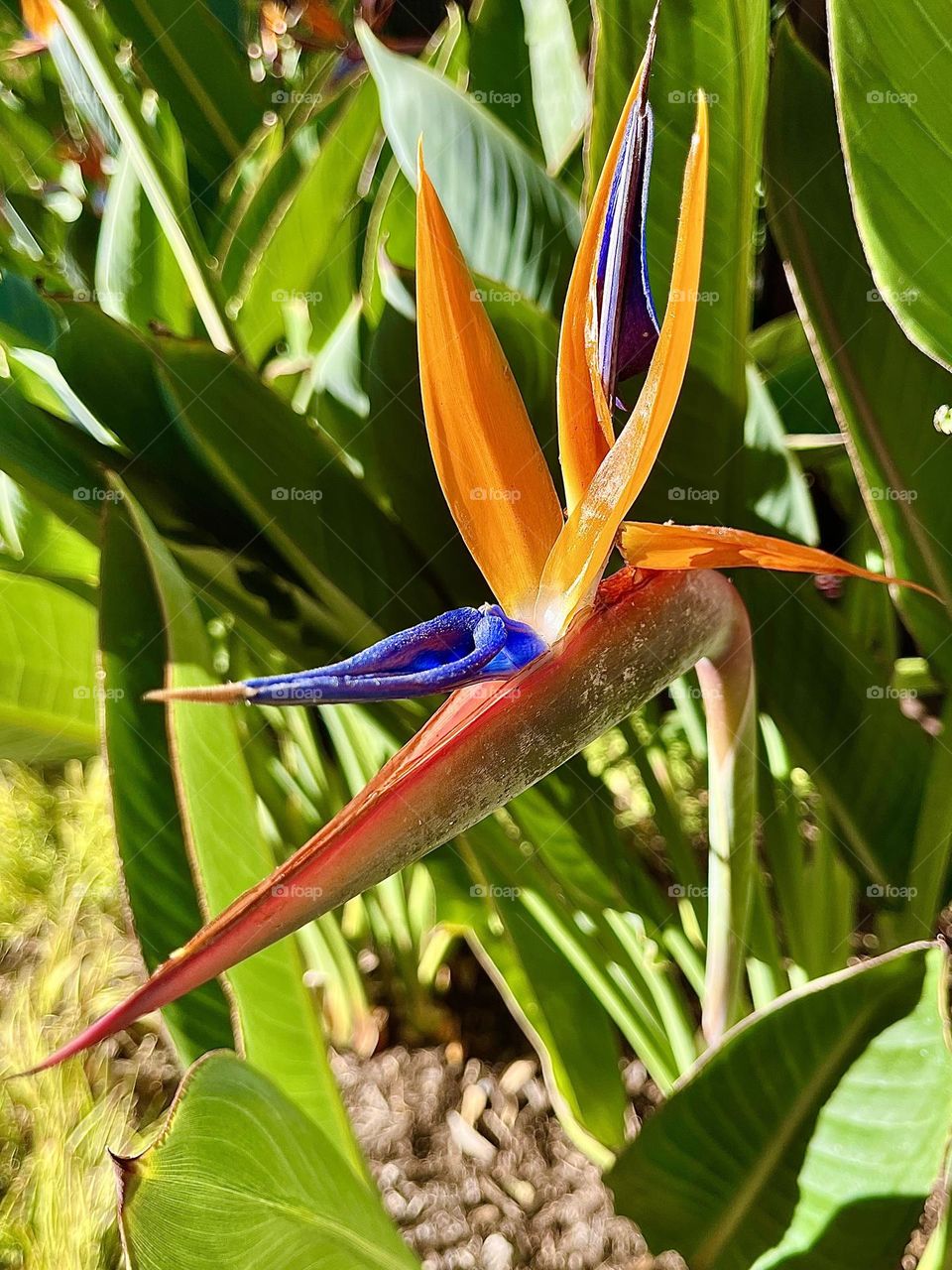 Bird of Paradise Plant