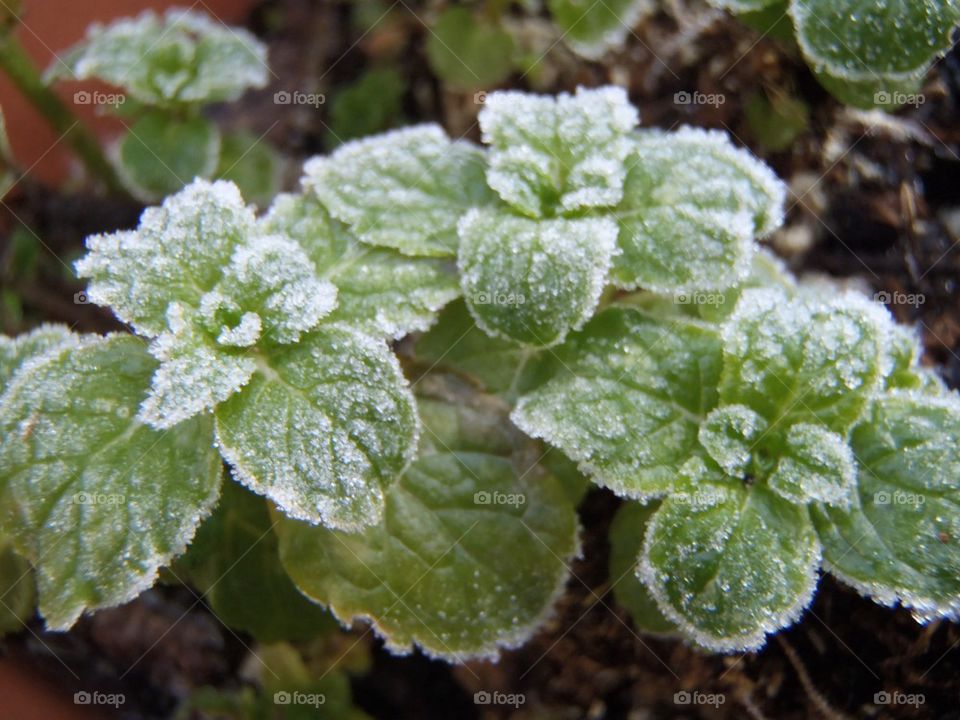 Trio of mint shoots 