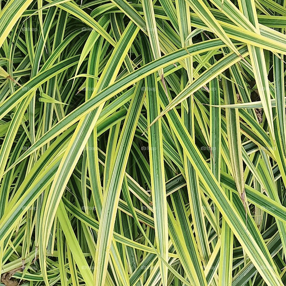Leaf plants with yellow and green combination
