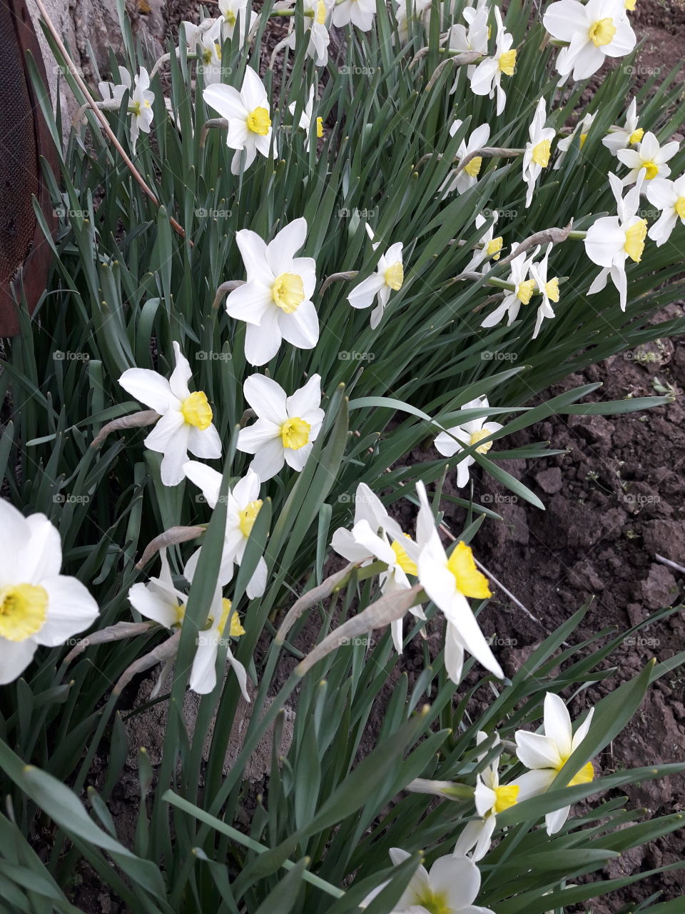 Daffodils