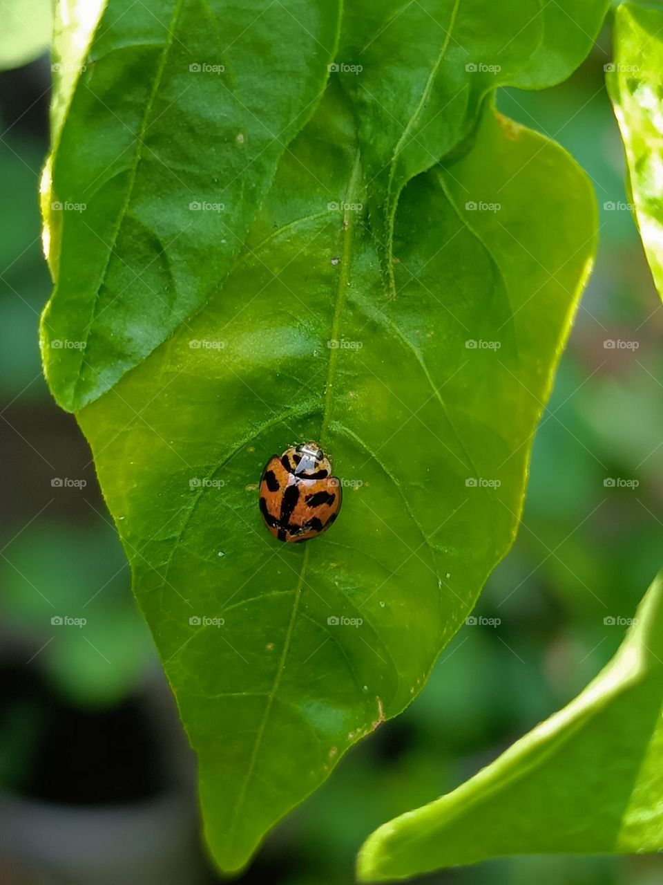 Six-spotted zigzag ladybird on leaves.Close view of a red little beetle (six-spotted zigzag ladybird)on the green leaf.A red little ladybird in the wild.