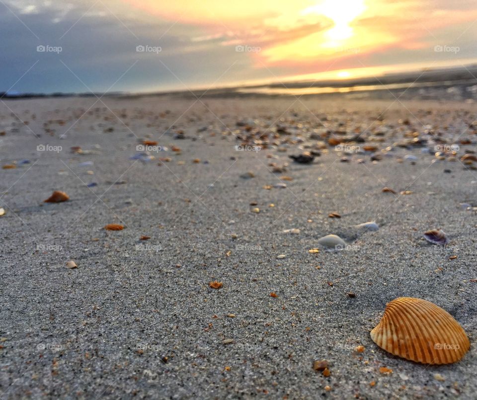 Beach, Sand, Seashore, Sea, Seashell