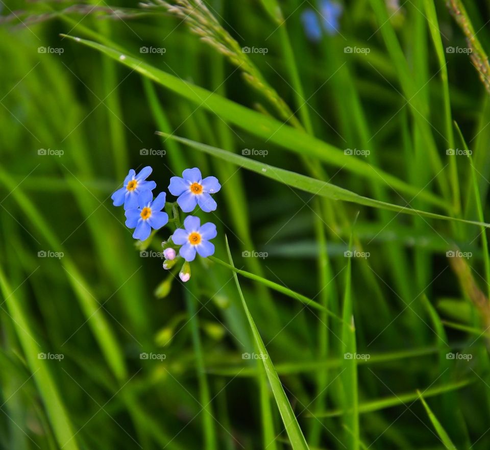dark blue flower, little, green grass, freshness, young, plants, tender