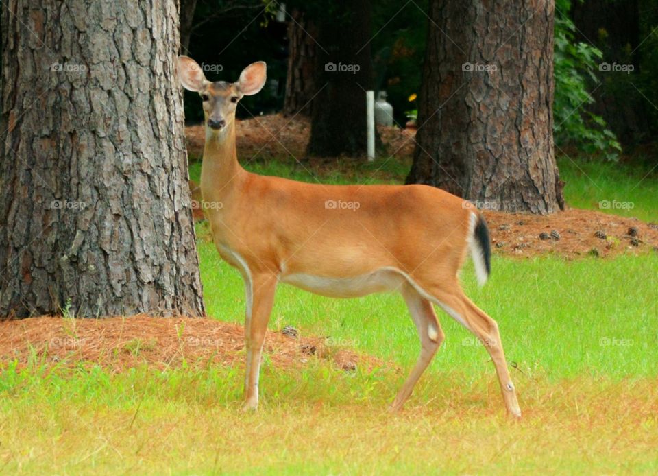 South Carolina Deer 8