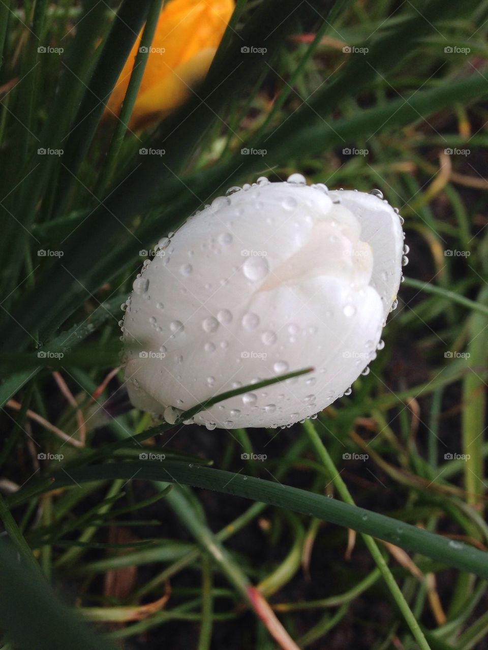 White tulip