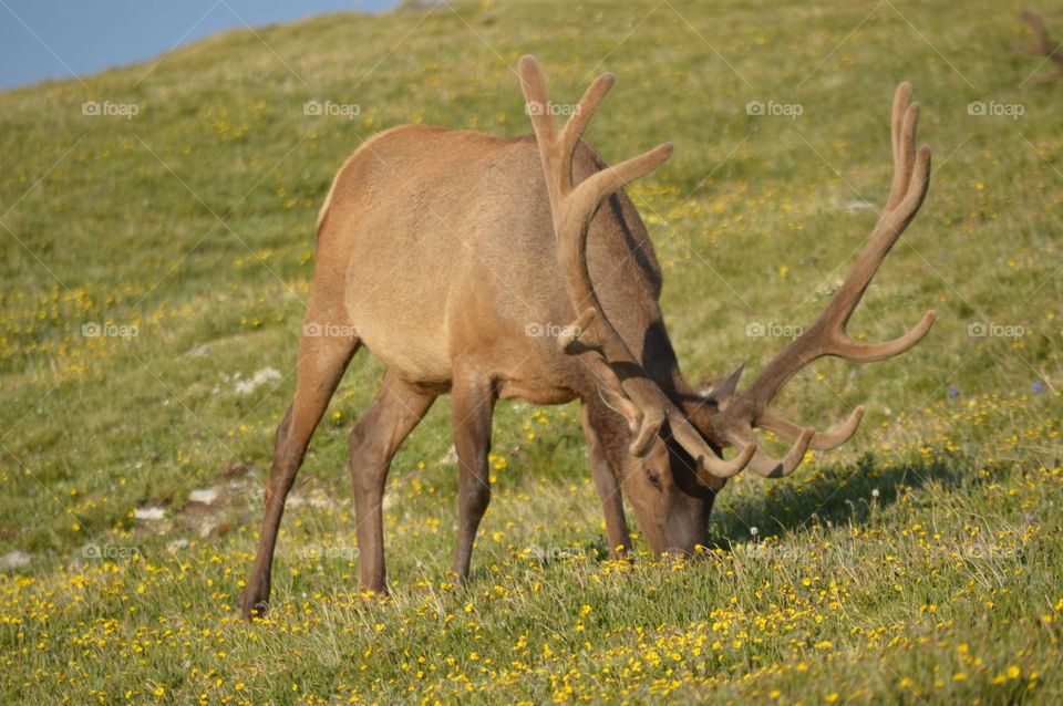 elk