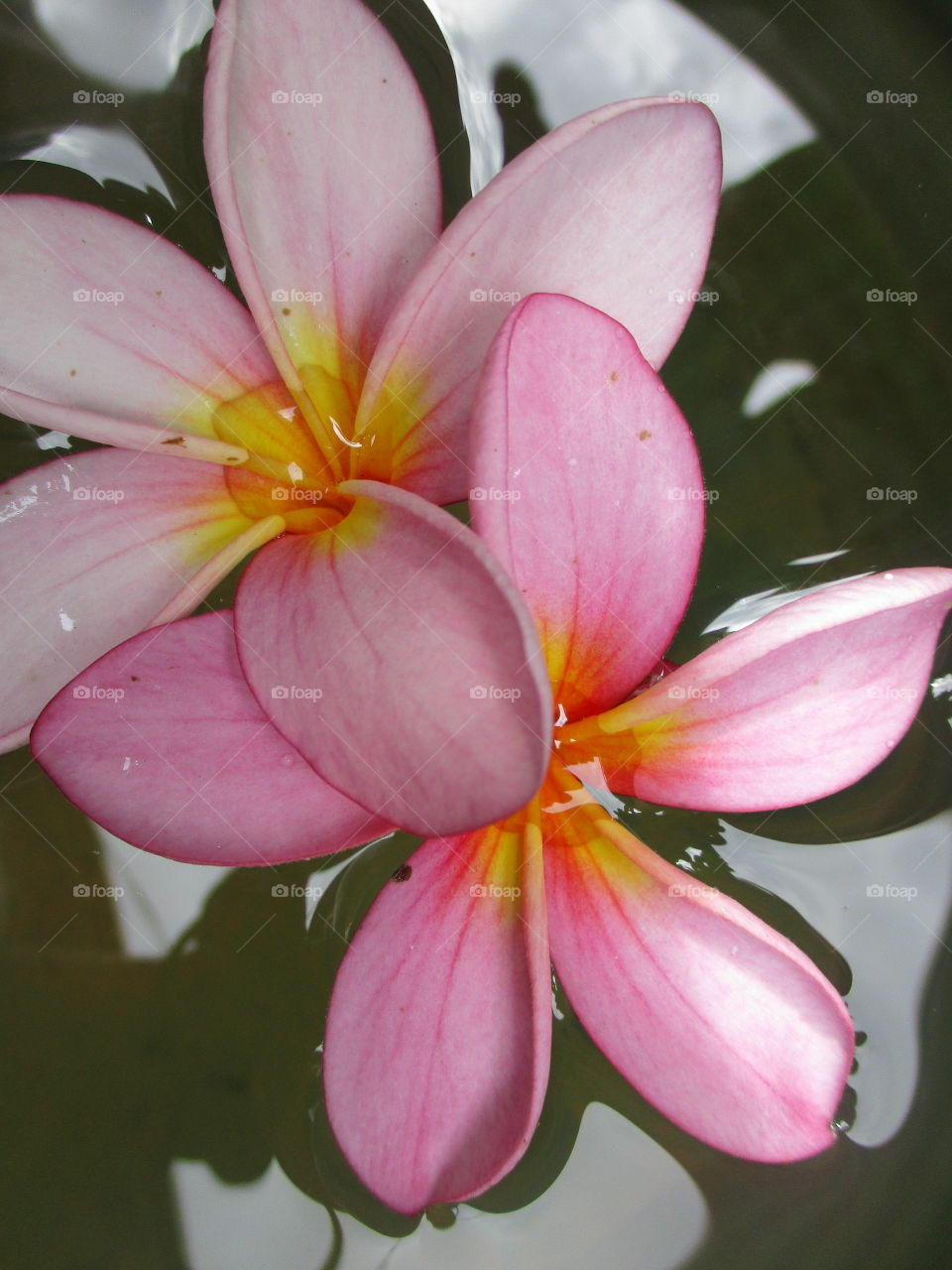 pink flower