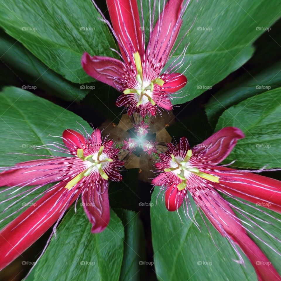 Passionflower dreams