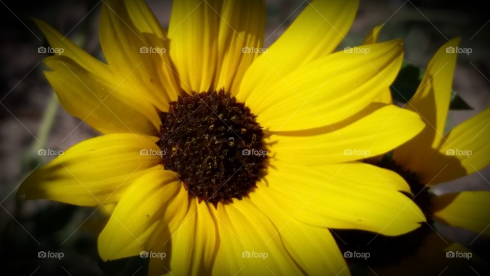 Bright Sunflower