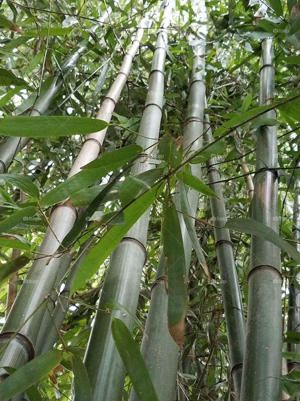 Bamboo Yard