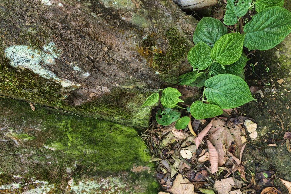 Green leaves grow on the rocks in the nature by day