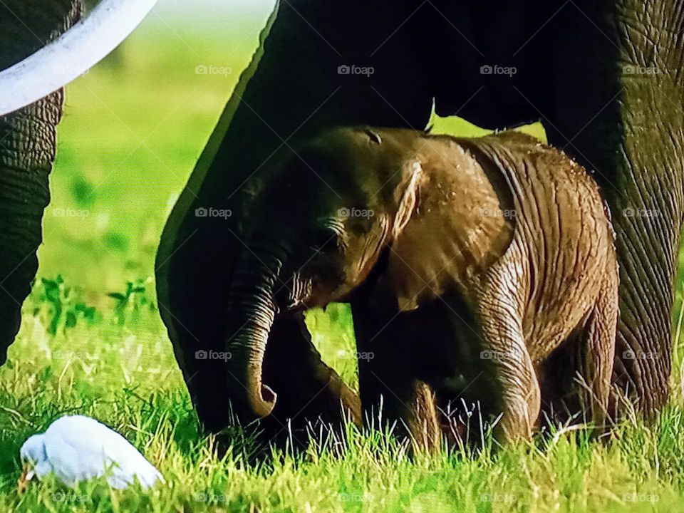 elephant photography