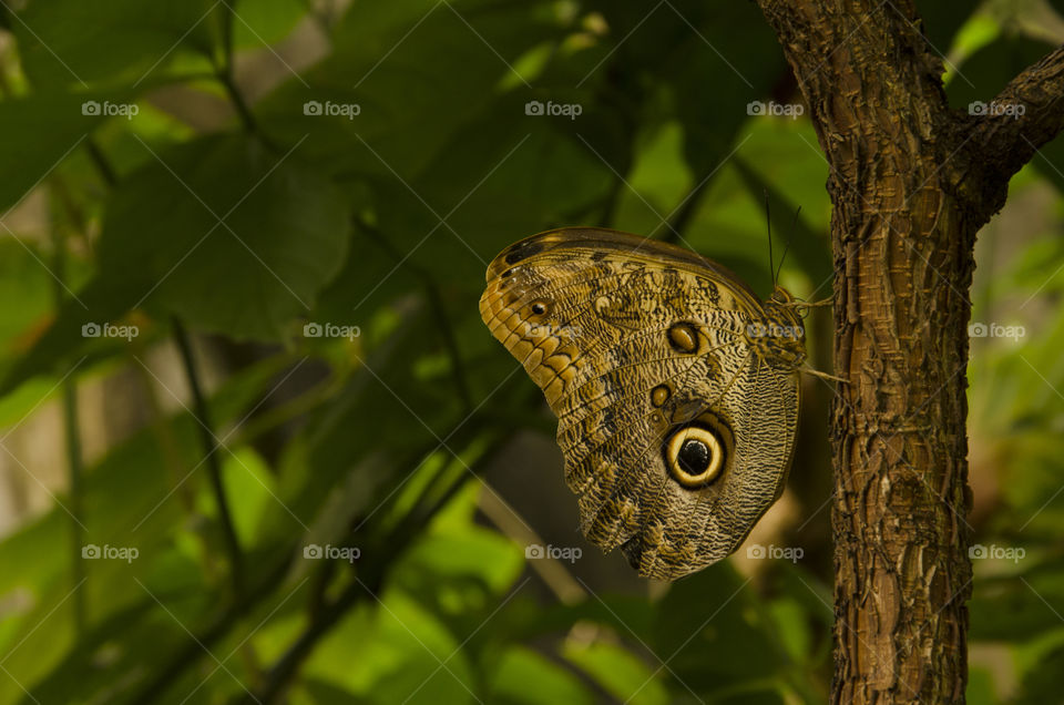 A close up of a beautiful brown butterfly resting on a tree