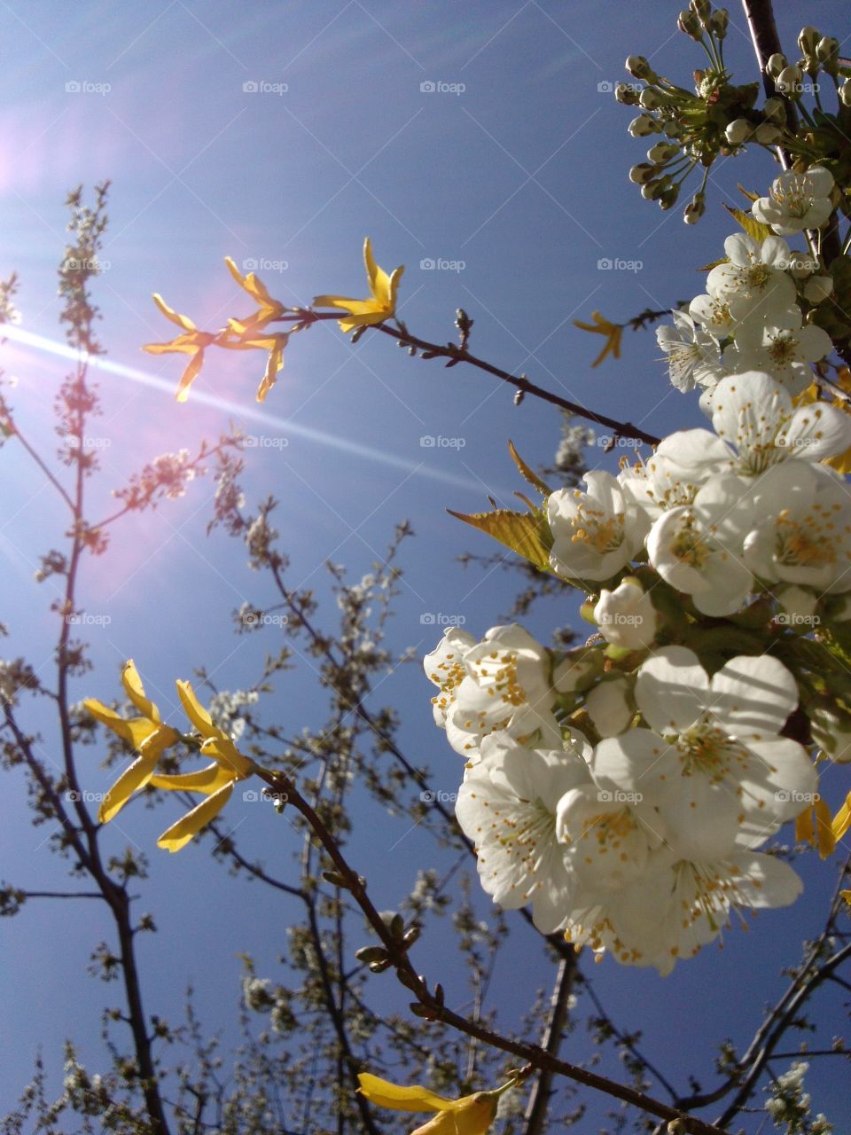 Low angle view of cherry blossom