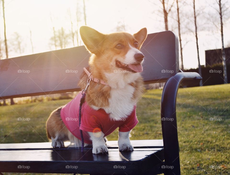 Welsh corgi pembroke