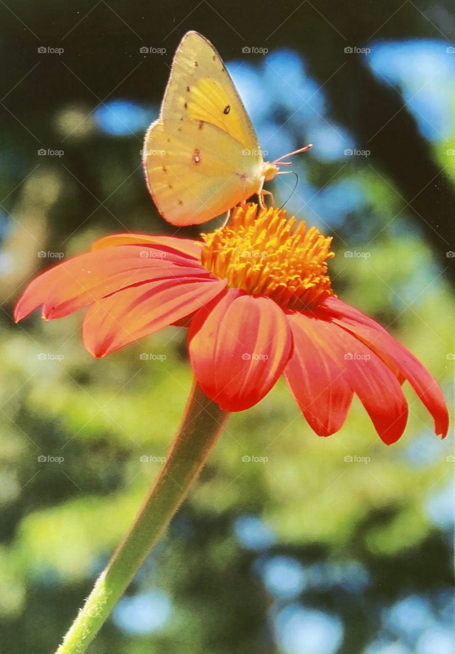 Butterfly on orange flower 