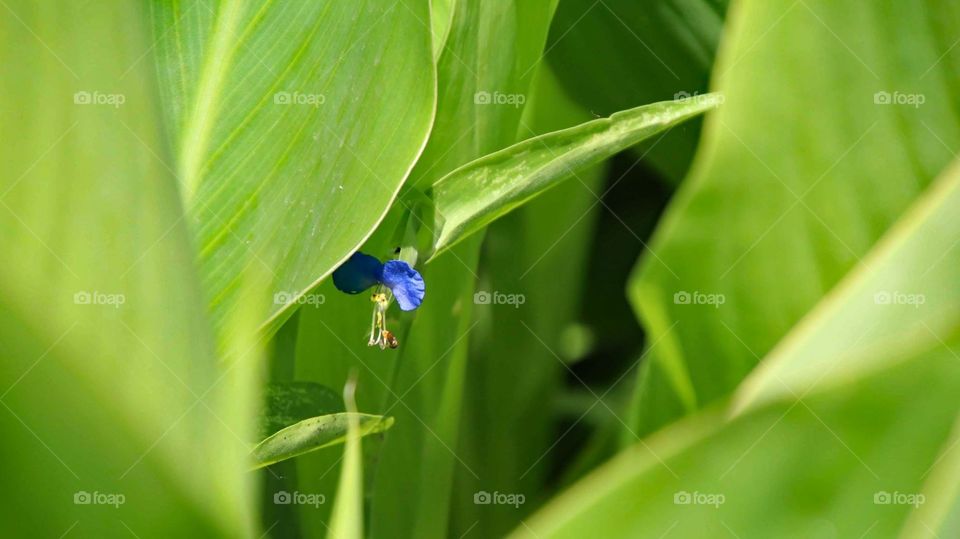 The Blue flower 