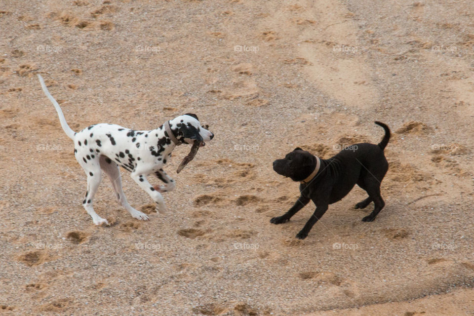 Dogs playing 