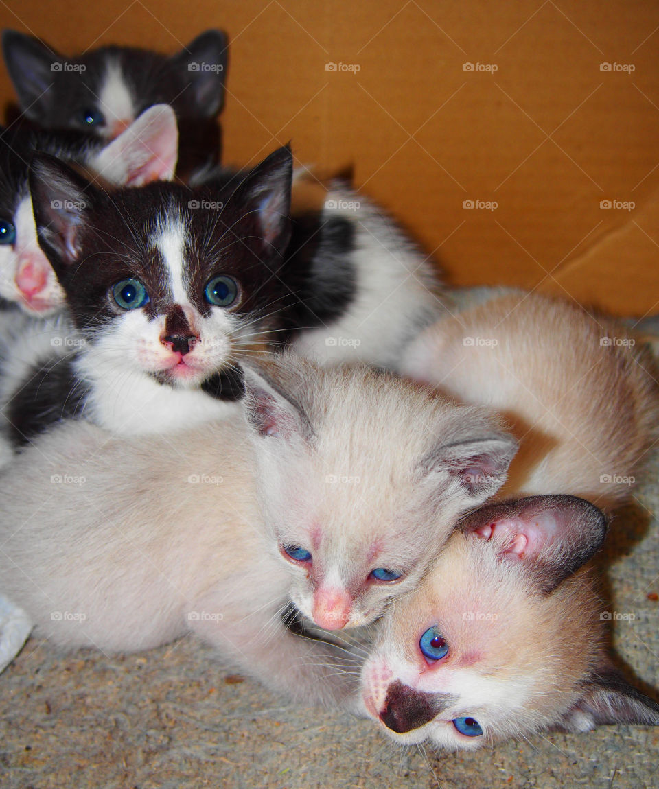 Cats laying down in the house