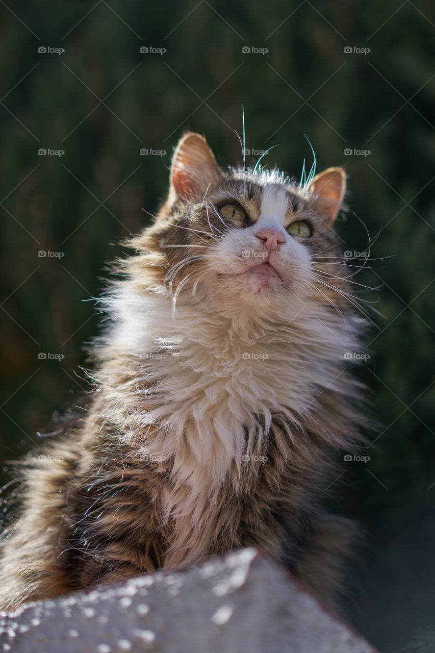 Low angle view of a cat