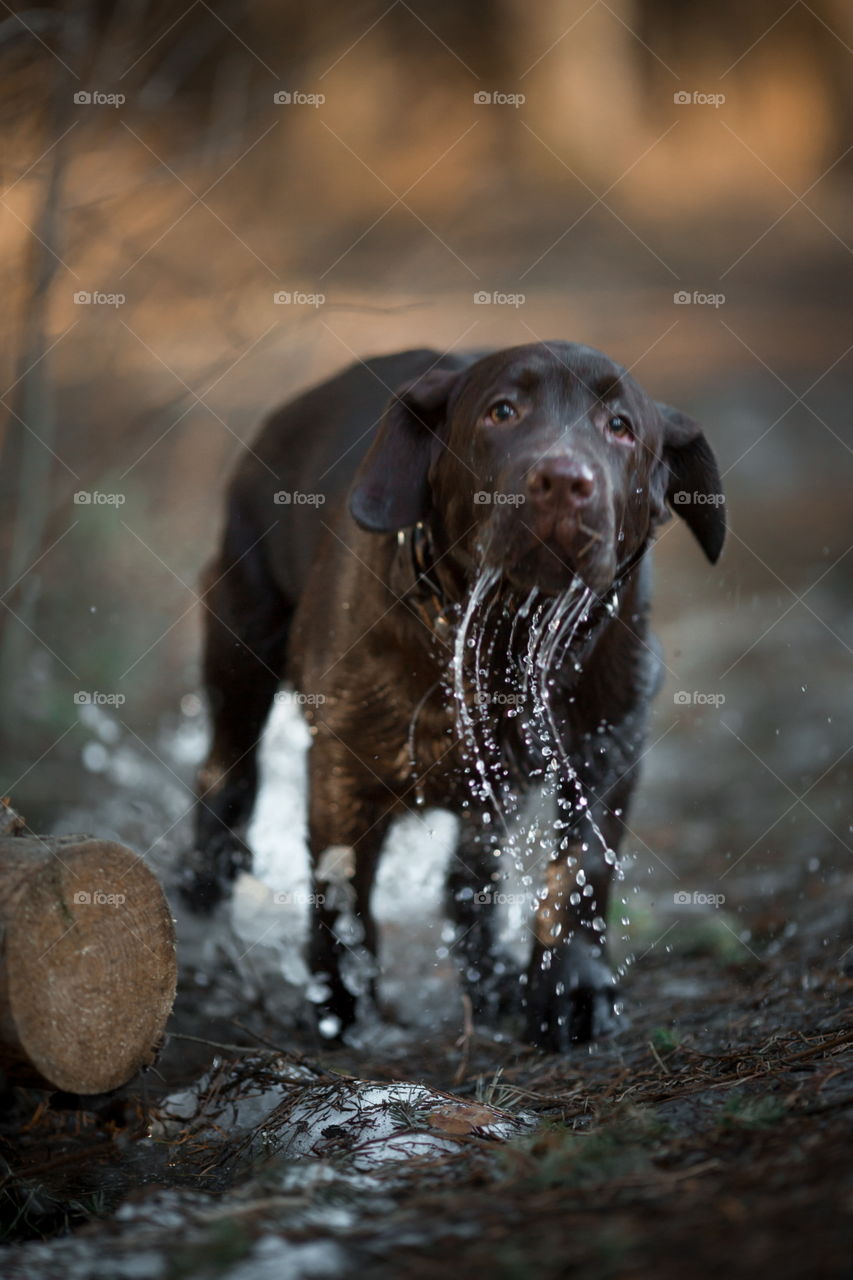 Funny brown Labrador dog in spring forest