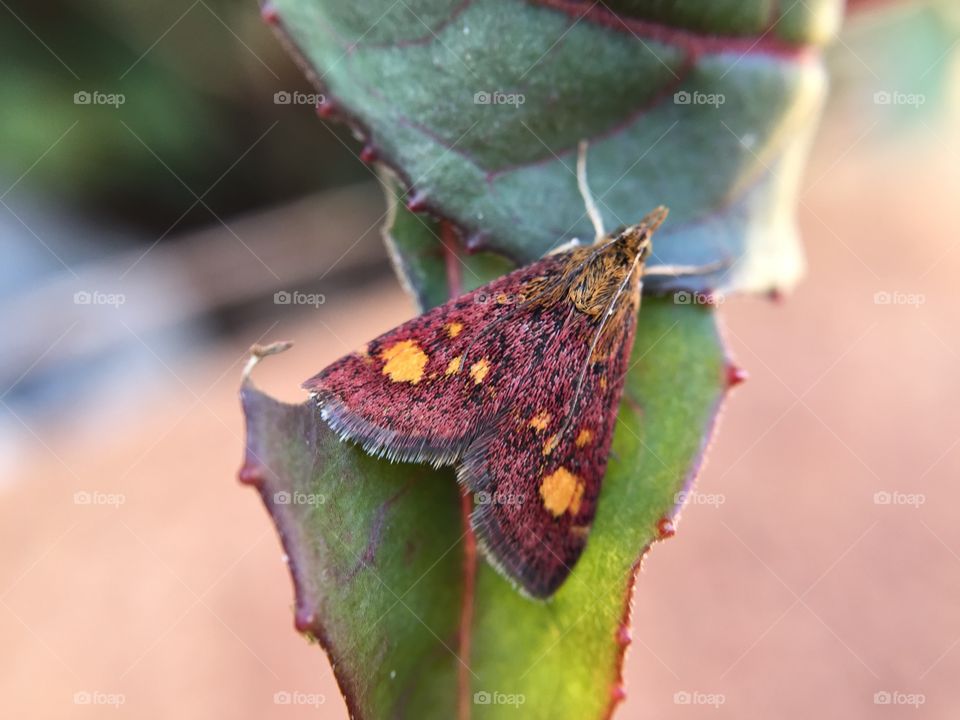 Moth on a fuchsia leaf . Golden mint moth on a fuchsia leaf.