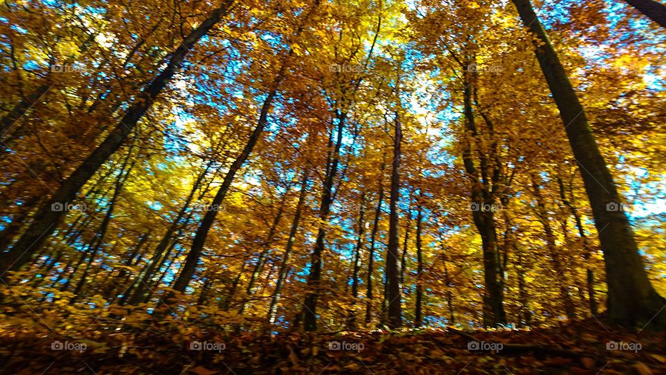 Low angle view of autumn trees