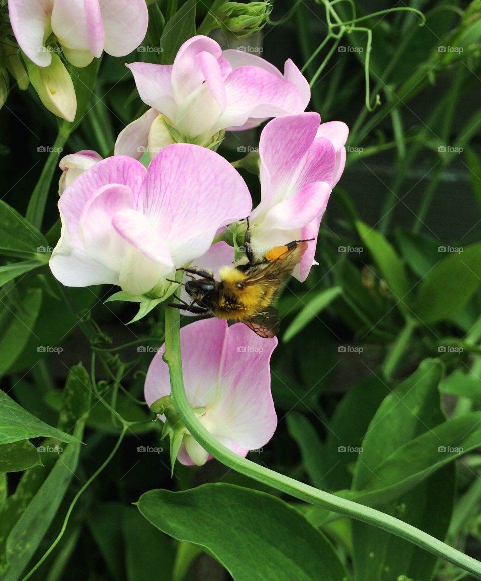 Pollenating  Bee 