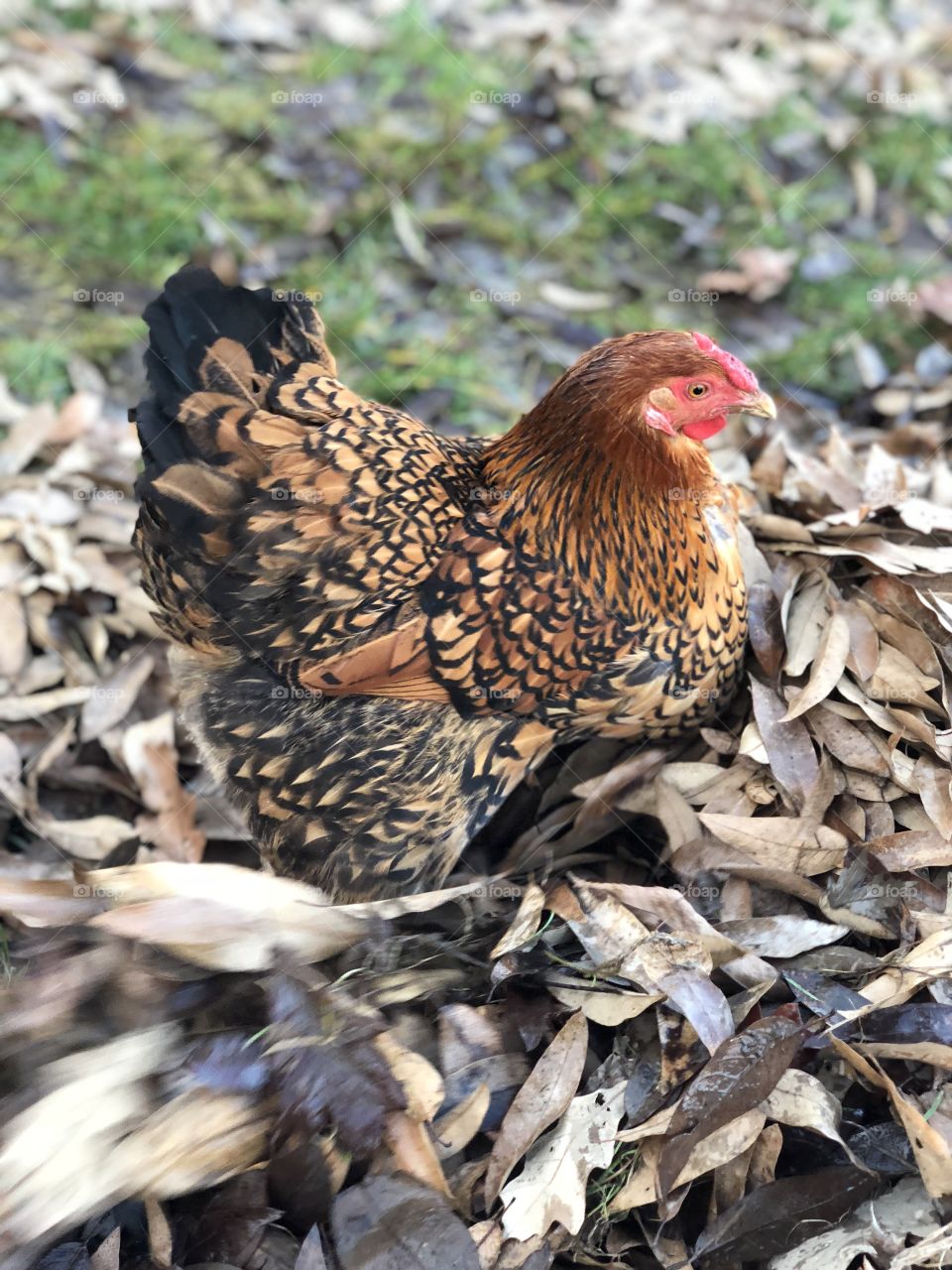 Beautiful red laced Wyandotte searching for worms
