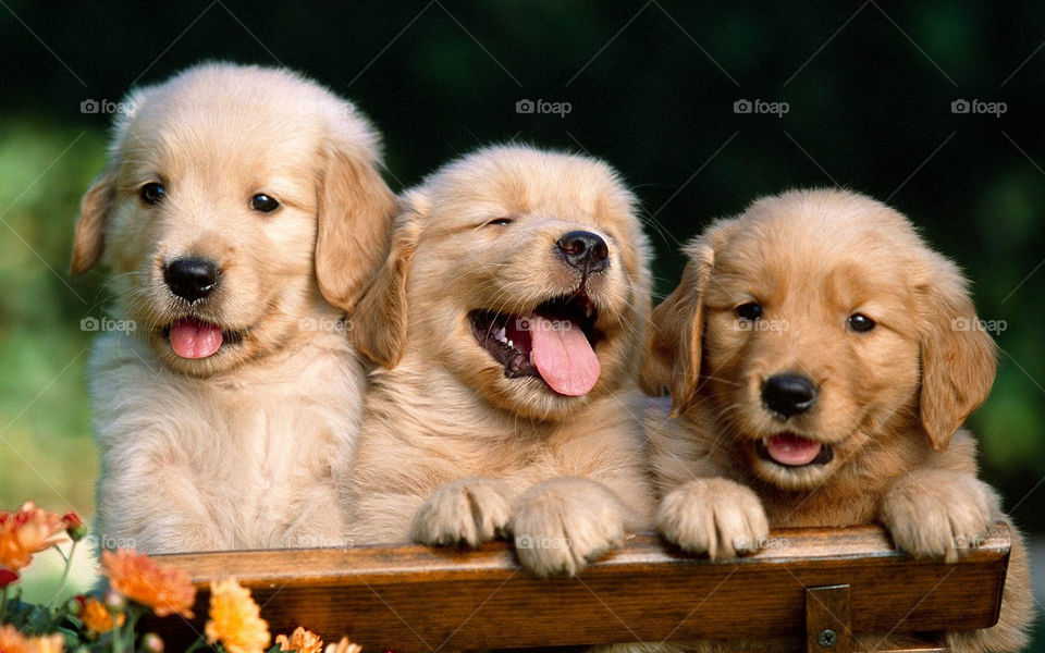 New image of beautiful and small dogs