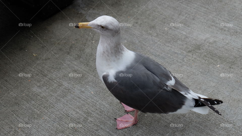Seagull, a scavenging seabird