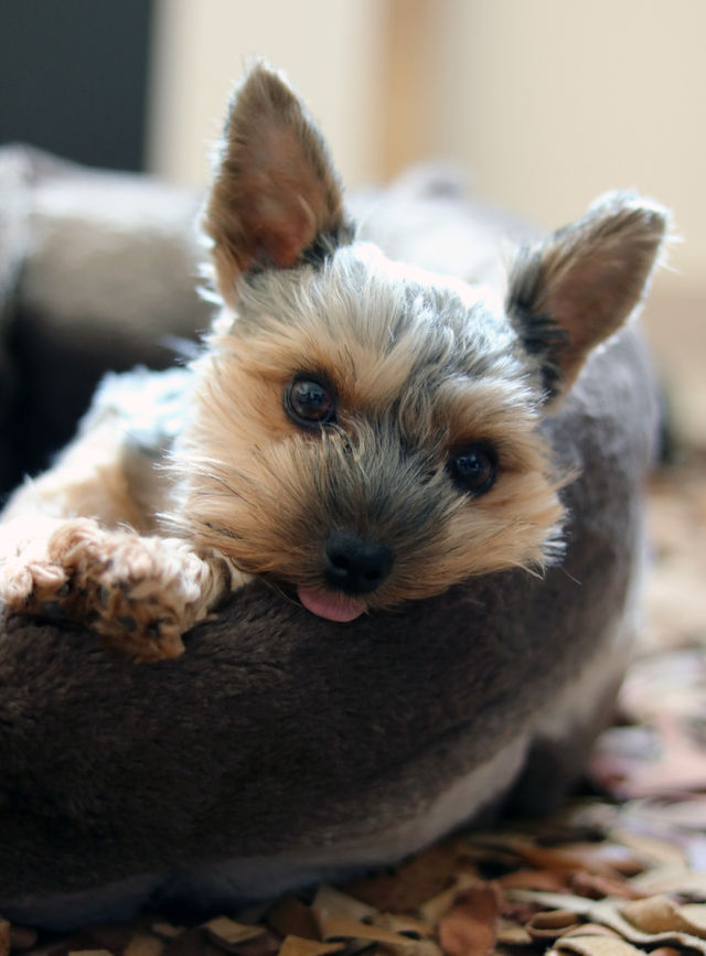 Yorkie dog
