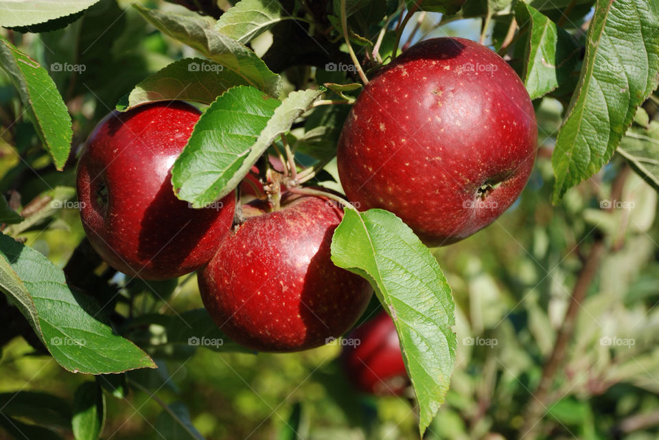 nature tree natur fall by jbdc