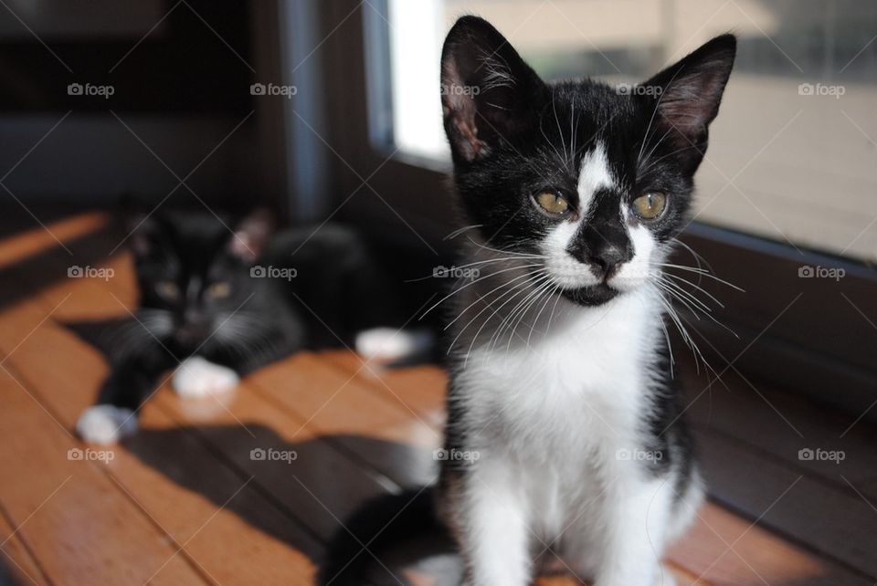 Close-up of kittens